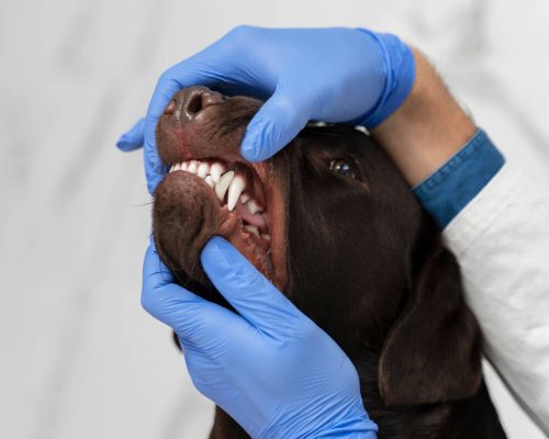 Odontologista Veterinário: Quanto Custa em Maringá em 2024? clínica veterinária 24h