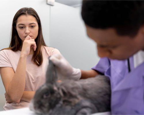 Oncologista Veterinário: Quanto Custa em Maringá em 2024? clínica veterinária 24h