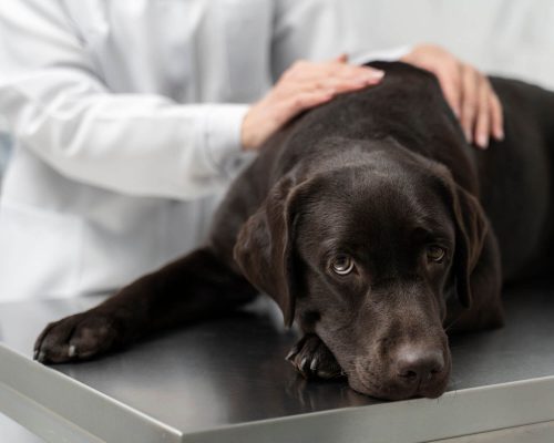 Parvovirose em Cães: Guia Completo, clínica veterinária 24h