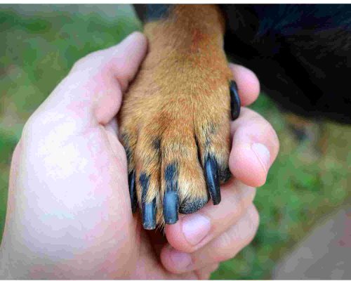 Unha de Cachorro: Devo Cortar? clínica veterinária 24h