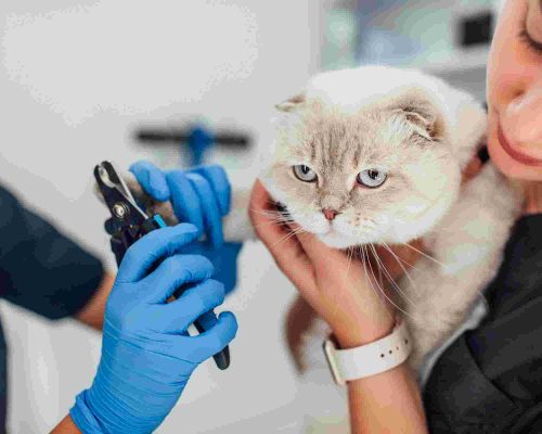 Unhas de gato: devo cortar? clínica veterinária 24h