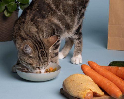 Alimentação Natural para Gatos: Tudo que Você Precisa Saber, clínica veterinária 24h