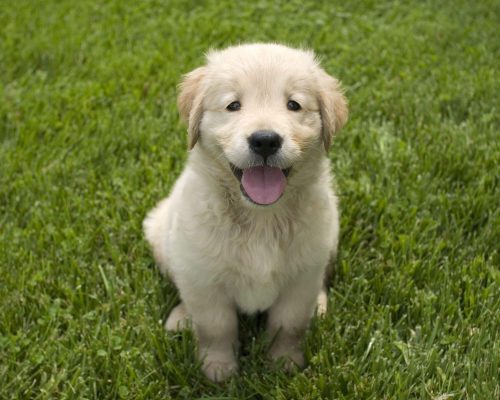 Como Alimentar um Filhote de Cachorro: Cuidados Essenciais, clínica veterinária 24h