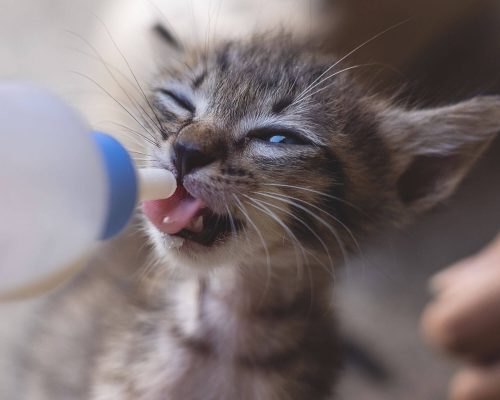 Como Alimentar um Filhote de Gato: Guia Completo, clínica veterinária 24h