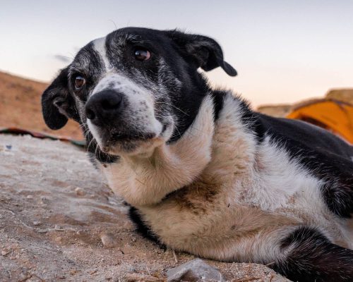 Alzheimer Canino: Quais os sintomas e como tratar, clínica veterinária 24h