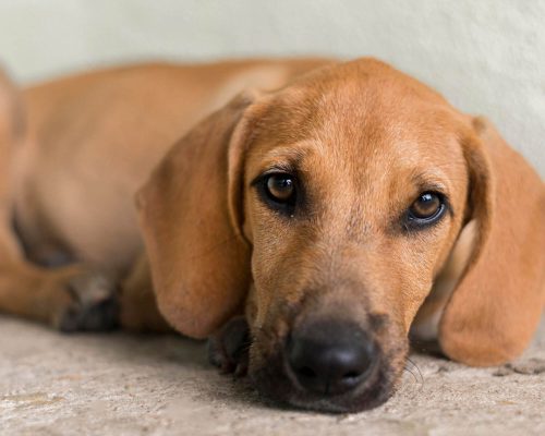 Anemia em Cães: Como Identificar e o Que Fazer, clínica veterinária 24h