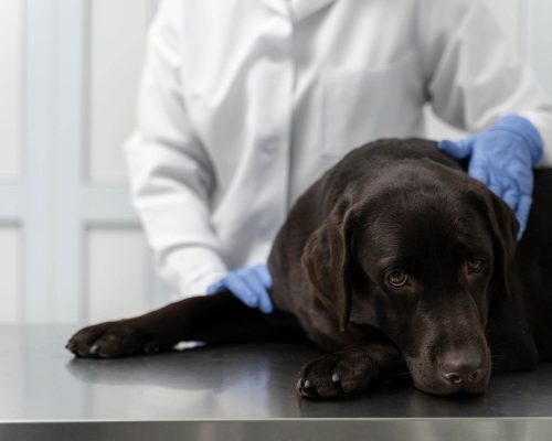 Anestesia inalatória em pets: como funciona? clínica veterinária 24h