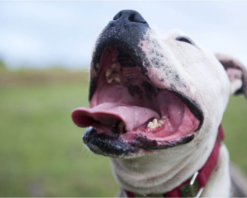 Bafo em Cães: Entenda os Problemas e Como Tratar, clínica veterinária 24h