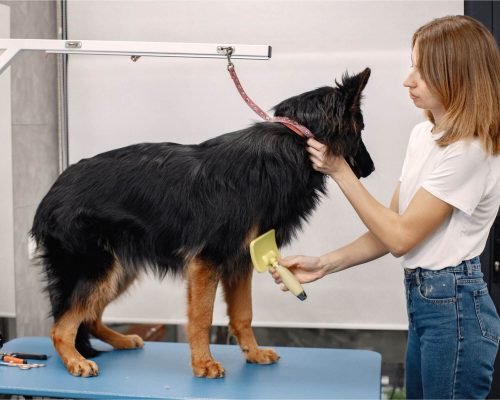 3 Cuidados Antes de Levar Meu Cachorro no Banho e Tosa em Maringá, clínica veterinária 24h