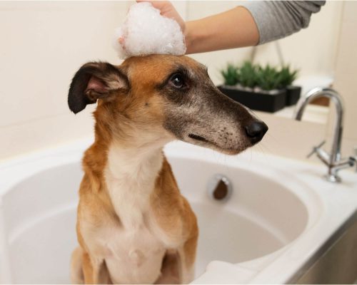 Banho em Casa: Cuidados Essenciais com o Cachorro, clínica veterinária 24h