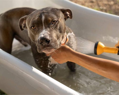 Banho para Cachorro: Qual a Frequência Ideal? clínica veterinária 24h