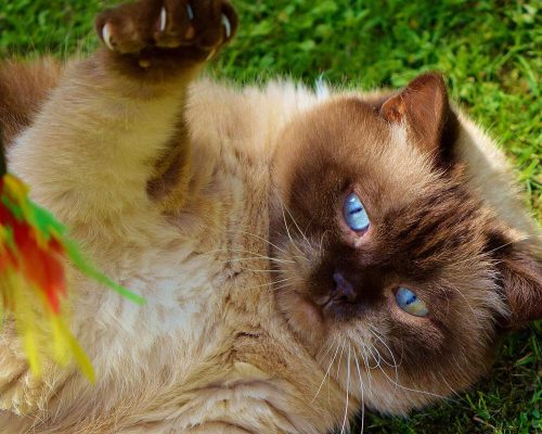 5 Brinquedos Excelentes para Gatos: Estímulo e Diversão, clínica veterinária 24h