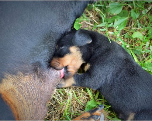 Cachorra Grávida: Quanto Tempo Dura e Cuidados Essenciais, clínica veterinária 24h