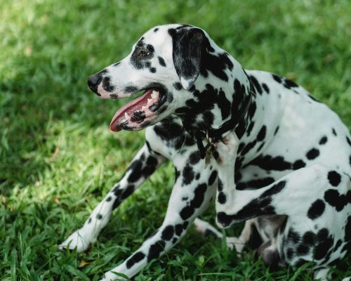 O que fazer se meu cachorro estiver com pulgas? clínica veterinária 24h