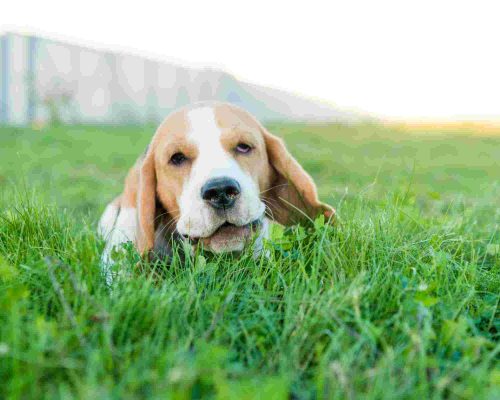 Cachorro comendo grama: Por que eles fazem isso?, clínica veterinária 24h