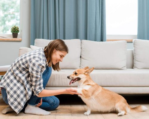 Cachorro em Apartamento: Cuidados e Indicações, clínica veterinária 24h