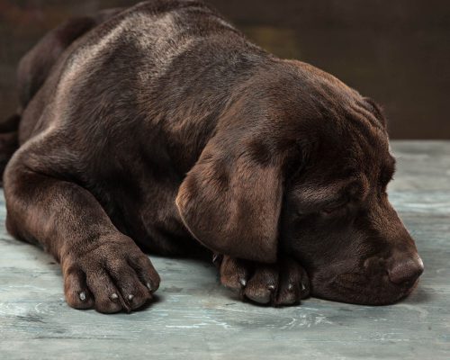 Meu cachorro foi intoxicado? Sinais para ficar alerta, clínica veterinária 24h