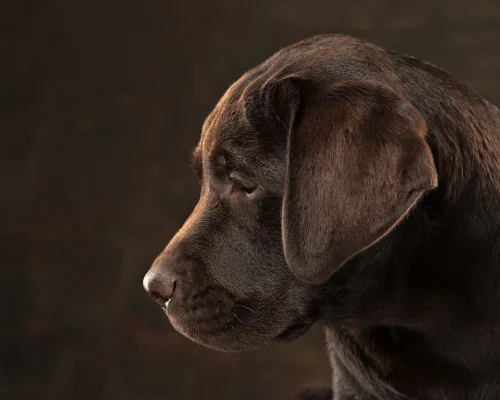 cachorro idoso cuidados