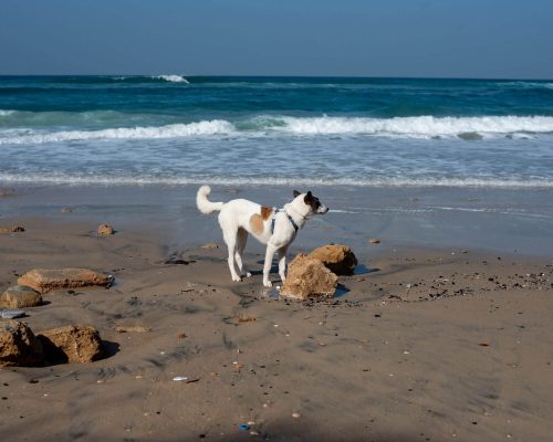 Cachorro na praia: Cuidados essenciais para curtir com segurança, clínica veterinária 24h