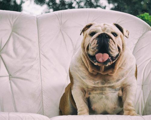 Cachorro obeso: Cuidados e tratamentos essenciais, clínica veterinária 24h