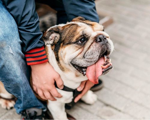 Cachorro ofegante: Quais as causas? clínica veterinária 24h