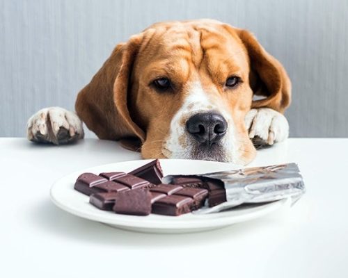 cachorro pode comer chocolate