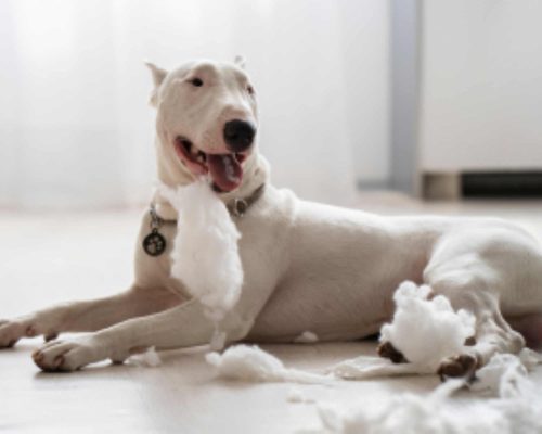 Cachorro vomitando devo me preocupar? clínica veterinária 24h