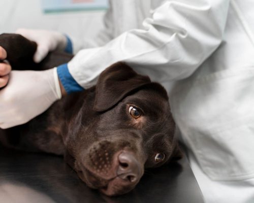 Câncer em Cães: Sinais e Tratamentos, clínica veterinária 24h