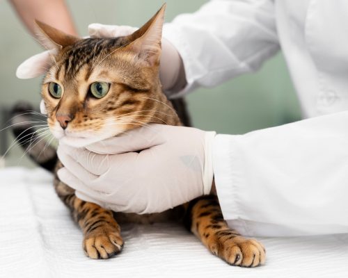 Cânce r em Gatos: Sinais e Tratamentos, clínica veterinária 24h