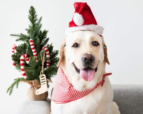 Cuidados com seu cão no Natal, clínica veterinária 24h