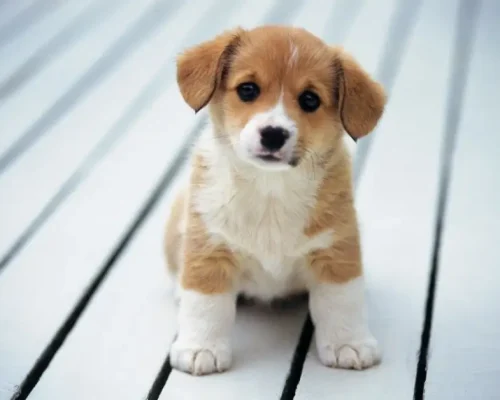 castração de cachorro macho a importancia