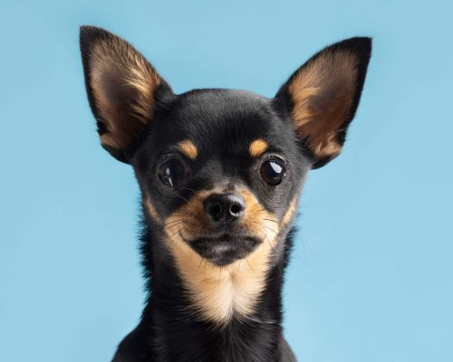 Chihuahua: Cuidados Essenciais para uma Vida Saudável, clínica veterinária 24h