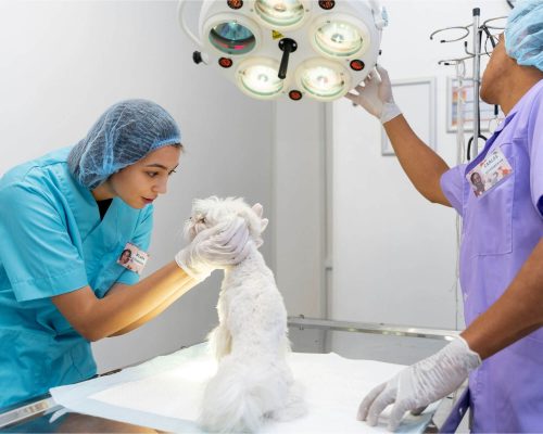 Cirurgia Veterinária de Emergência: O Que Você Precisa Saber, clínica veterinária 24h