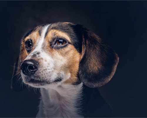 Conjuntivite em Cães: O Que Devo Fazer? clínica veterinária 24h