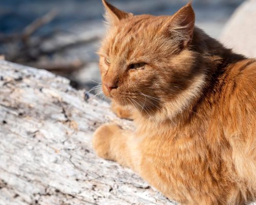 Conjuntivite em Gatos: O Que Devo Fazer? clínica veterinária 24h