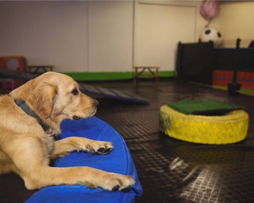 3 Cuidados Antes de Levar Seu Cachorro na Creche, clínica veterinária 24h