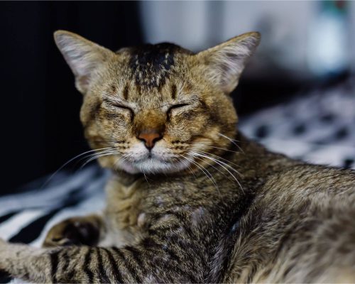 Cuidados com Gatos Idosos: Saiba Como Proporcionar Bem-Estar, clínica veterinária 24h