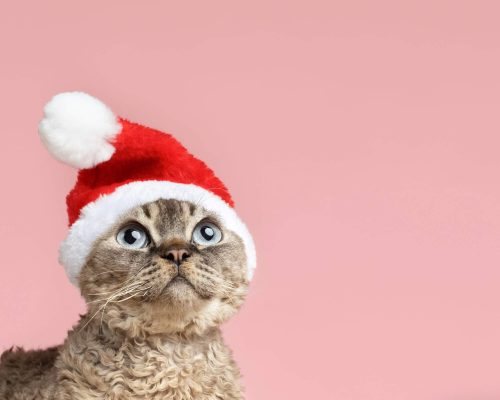 Cuidados com seu gato no Natal, clínica veterinária 24h