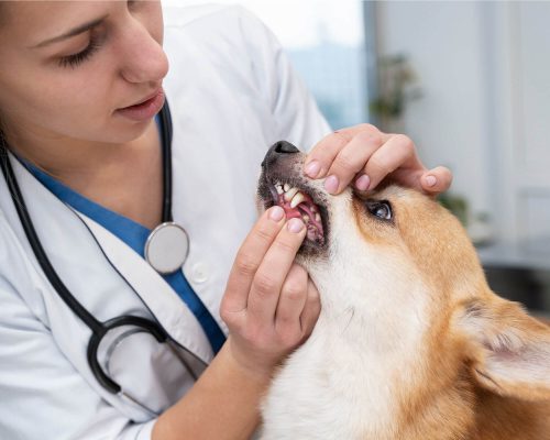 Dentista de Cachorro: A Importância do Odontologista clínica veterinária 24h