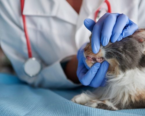 Dentista de Gato: A Importância do Odontologista, clínica veterinária 24h