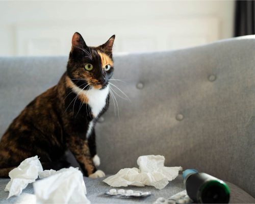 Posso dar dipirona para gato? clínica veterinária 24h