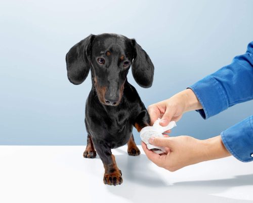 Emergência para Pets: Primeiros Socorros Essenciais, clínica veterinária 24h