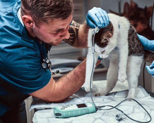 Emergência Veterinária: 5 Sinais de Alerta, clínica veterinária 24h