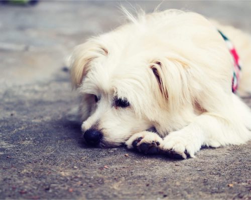 Meu Cachorro Vomitou Espuma Branca: O Que Fazer? clínica veterinária 24h