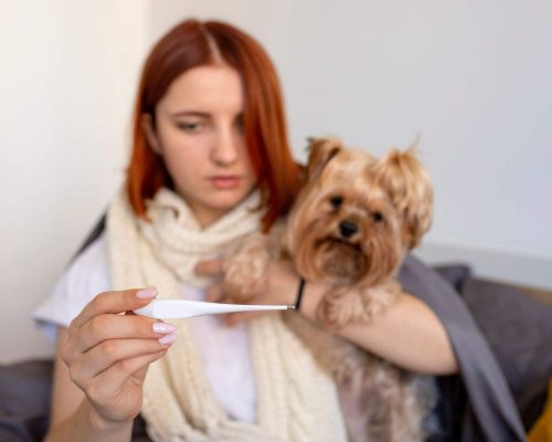 Febre canina: Como saber se o seu cão está com febre, clínica veterinária 24h