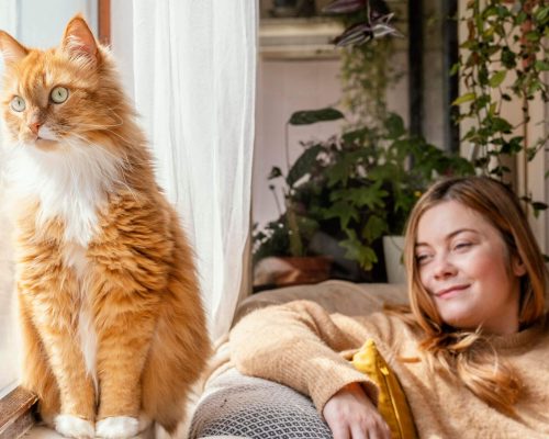 Gato em Apartamento: Cuidados e Indicações Essenciais, clínica veterinária 24h