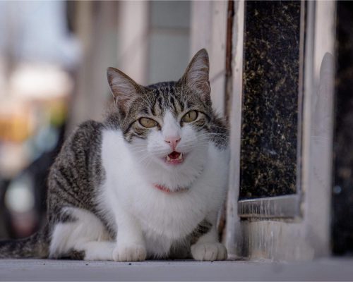 Gato Espirrando: Devo Me Preocupar? clínica veterinária 24h