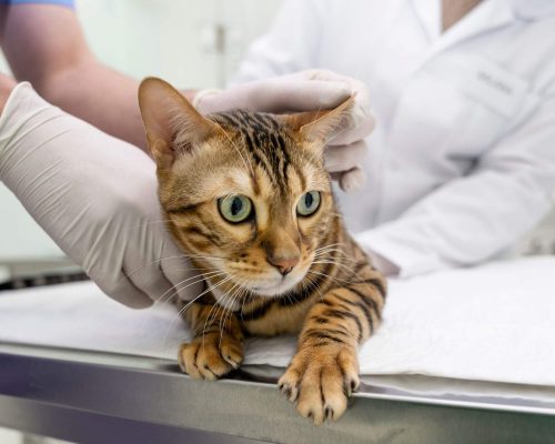 Internamento de gatos em Maringá: Quanto custa? clínica veterinária 24h