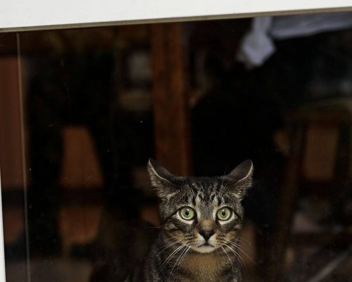 Meu gato tem medo de chuva: como ajudar seu felino, clínica veterinária 24h