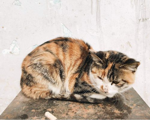 Por que meu gato está vomitando espuma branca? clínica veterinária 24h